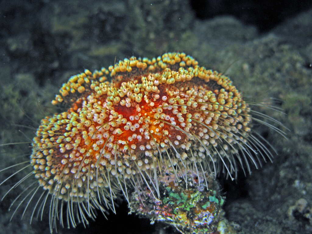 Red Sea Fire Urchin