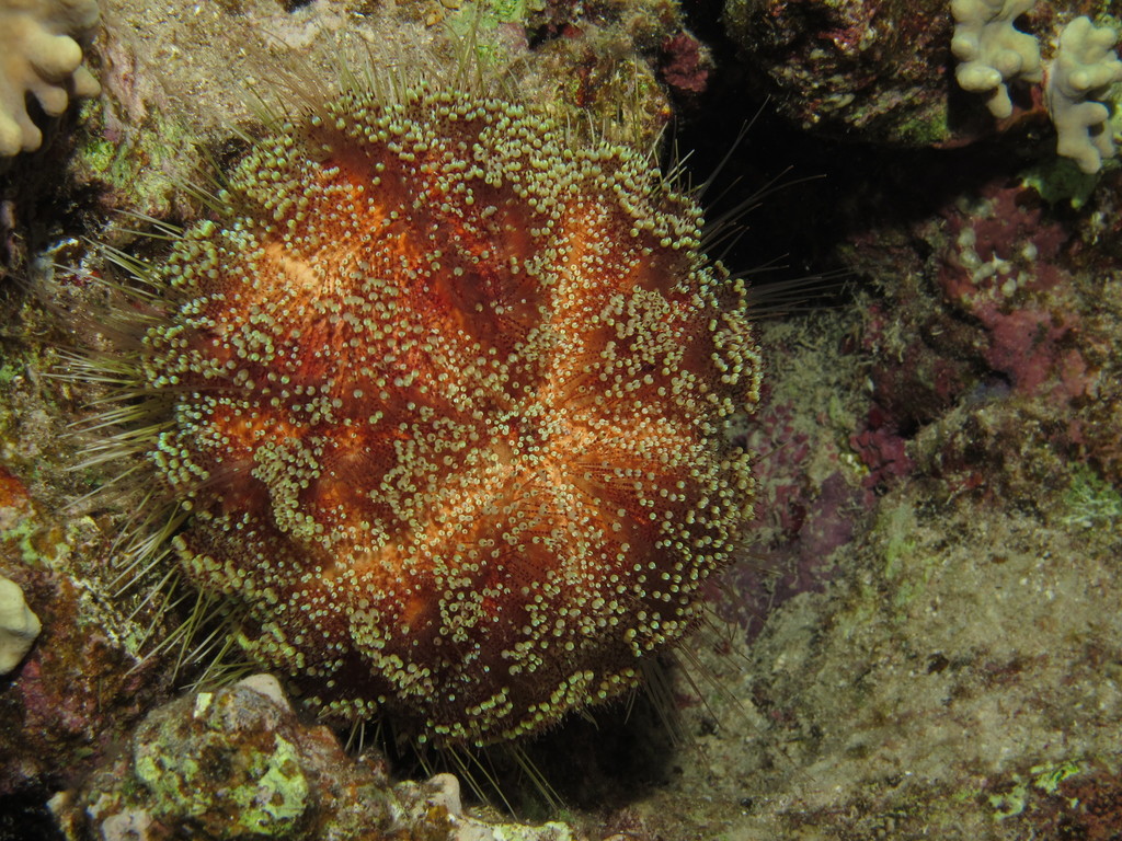 Red Sea Fire Urchin
