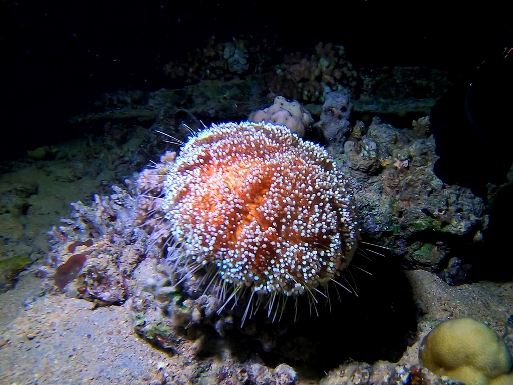 Red Sea Fire Urchin