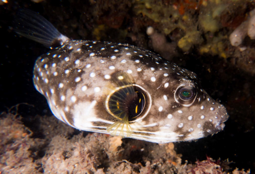 White-spotted Puffer