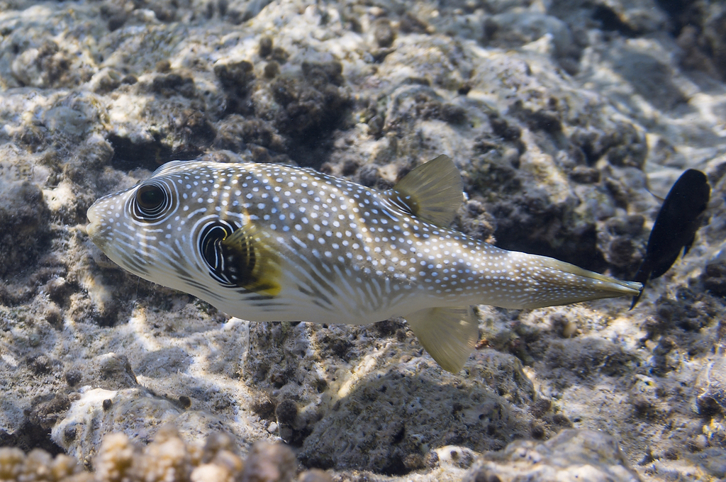 White-spotted Puffer