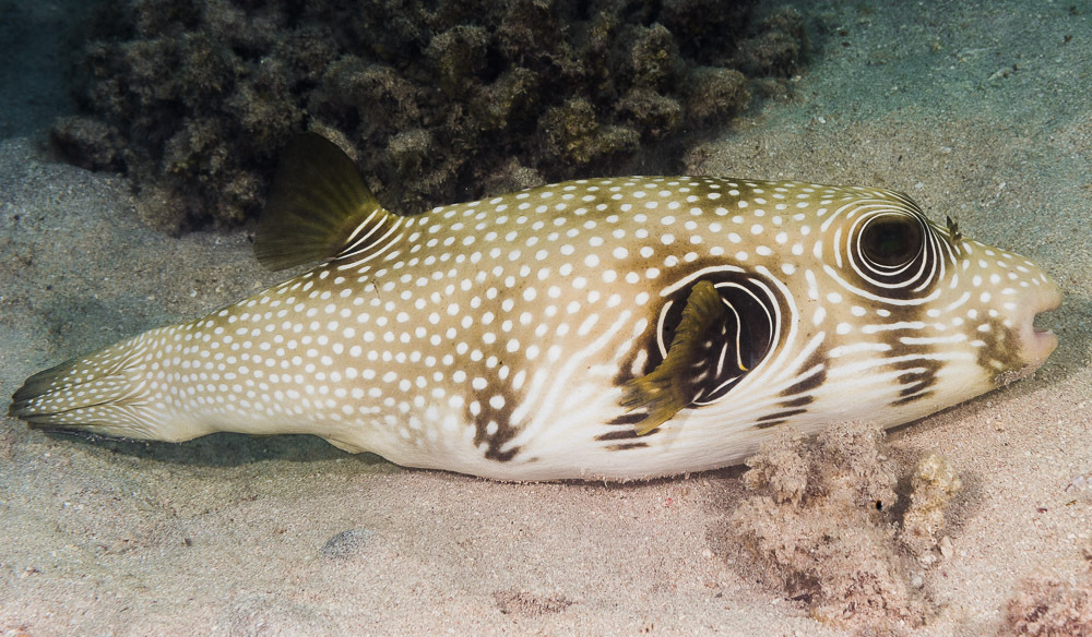 White-spotted Puffer