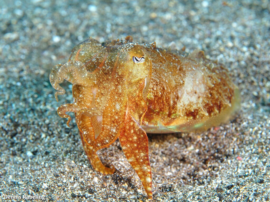 European Common Cuttlefish