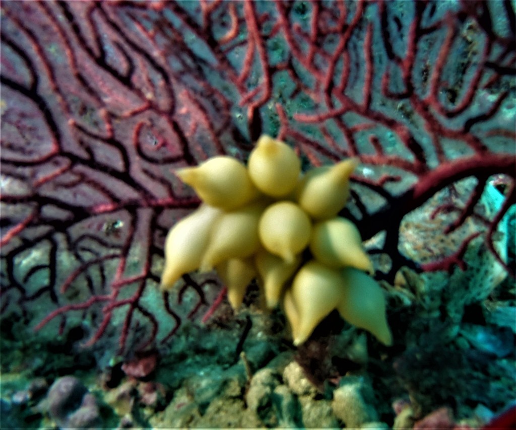 European Common Cuttlefish