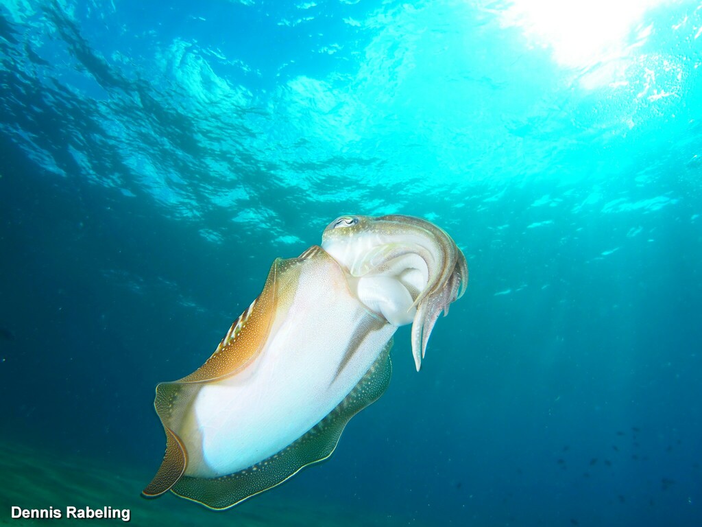 European Common Cuttlefish