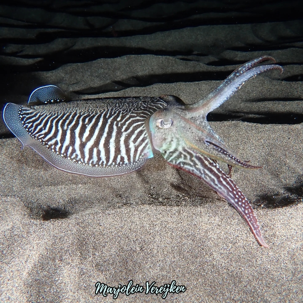 European Common Cuttlefish