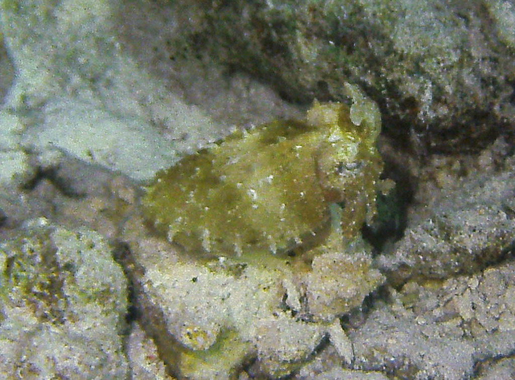 Hooded Cuttlefish