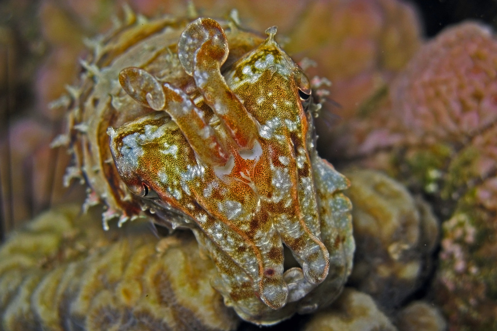 Hooded Cuttlefish