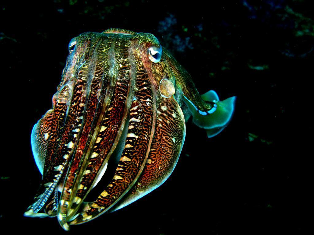 Hooded Cuttlefish