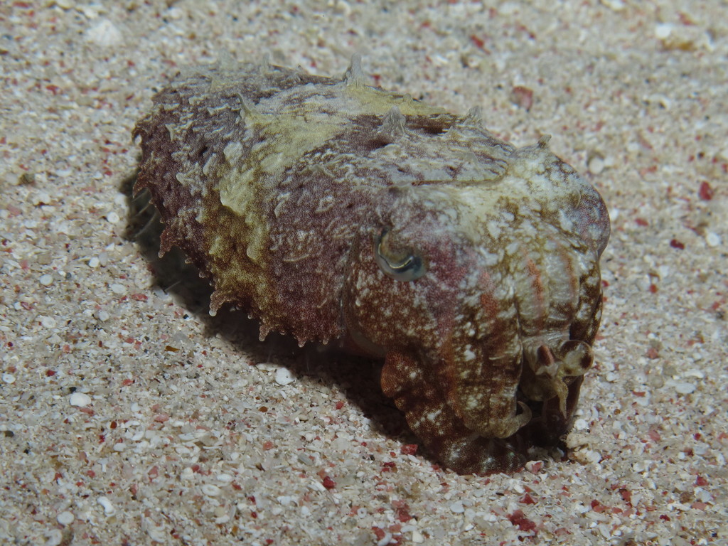 Hooded Cuttlefish