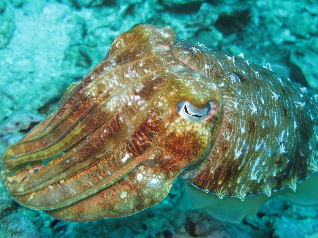 Hooded Cuttlefish
