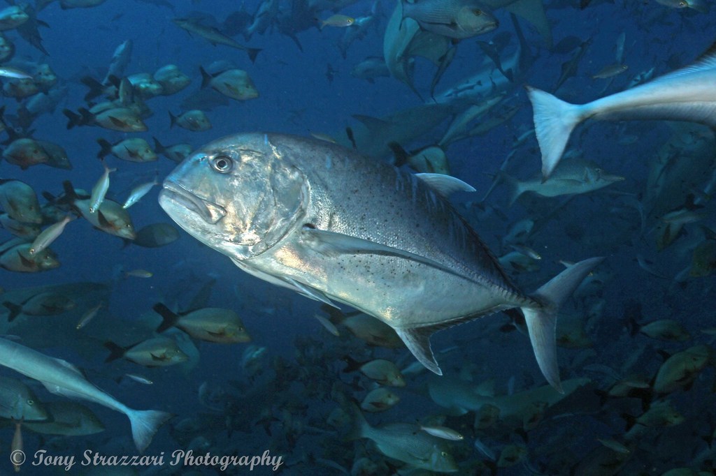 Giant Trevally