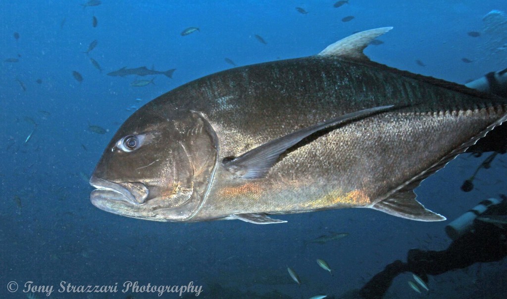 Giant Trevally