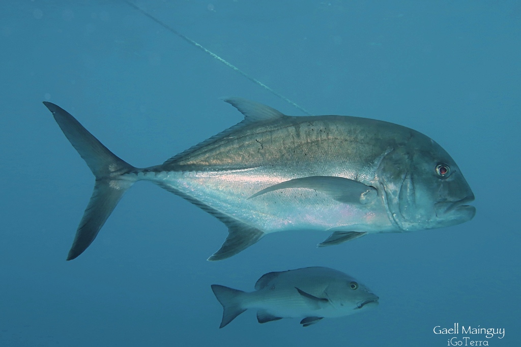Giant Trevally