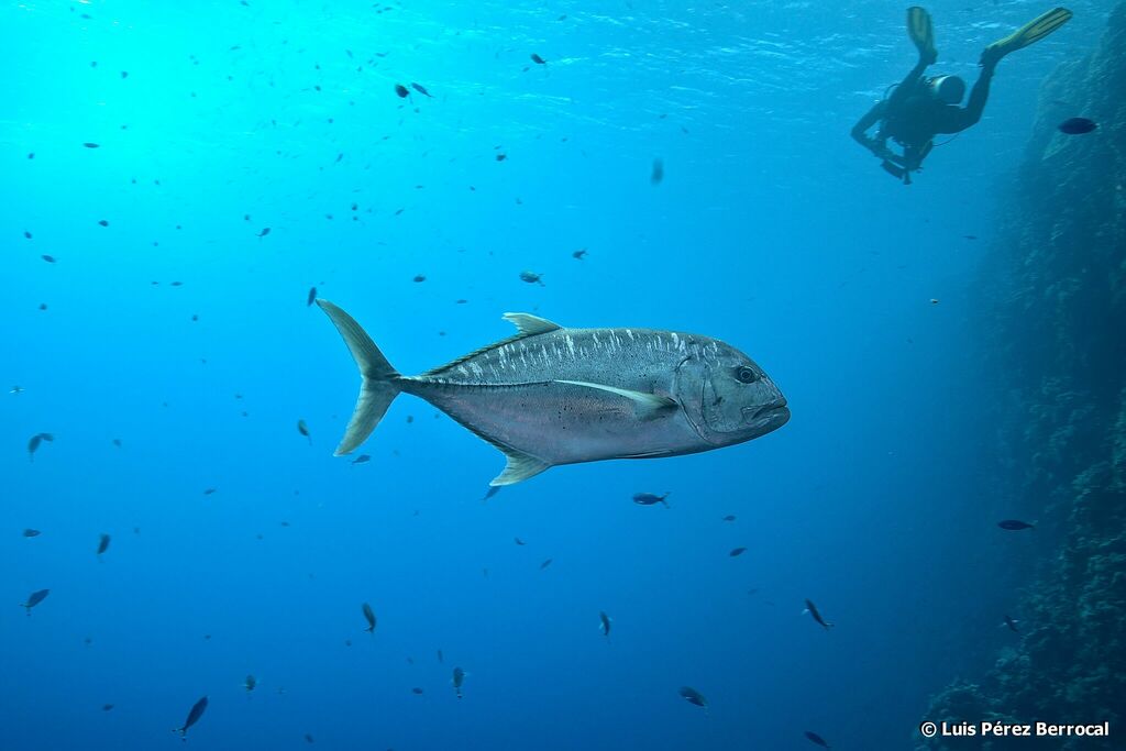 Giant Trevally