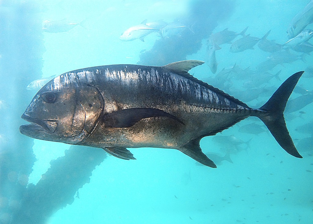 Giant Trevally