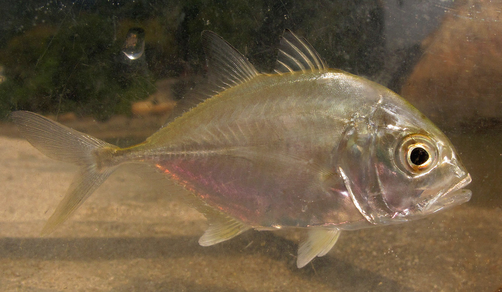 Giant Trevally