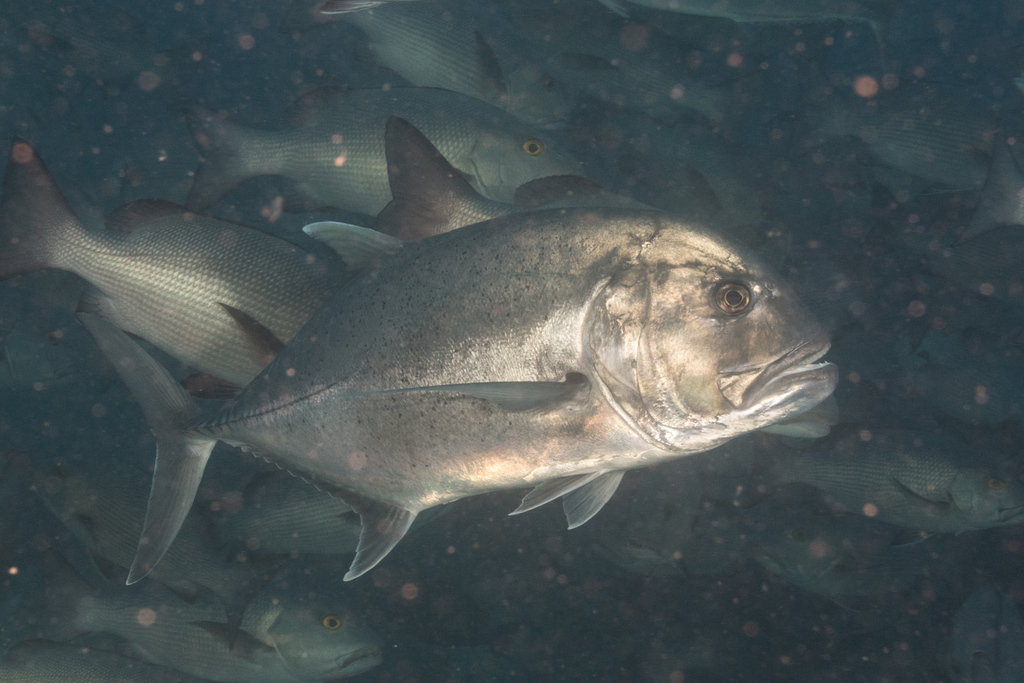 Giant Trevally