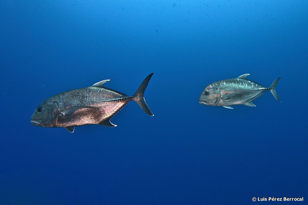 Giant Trevally
