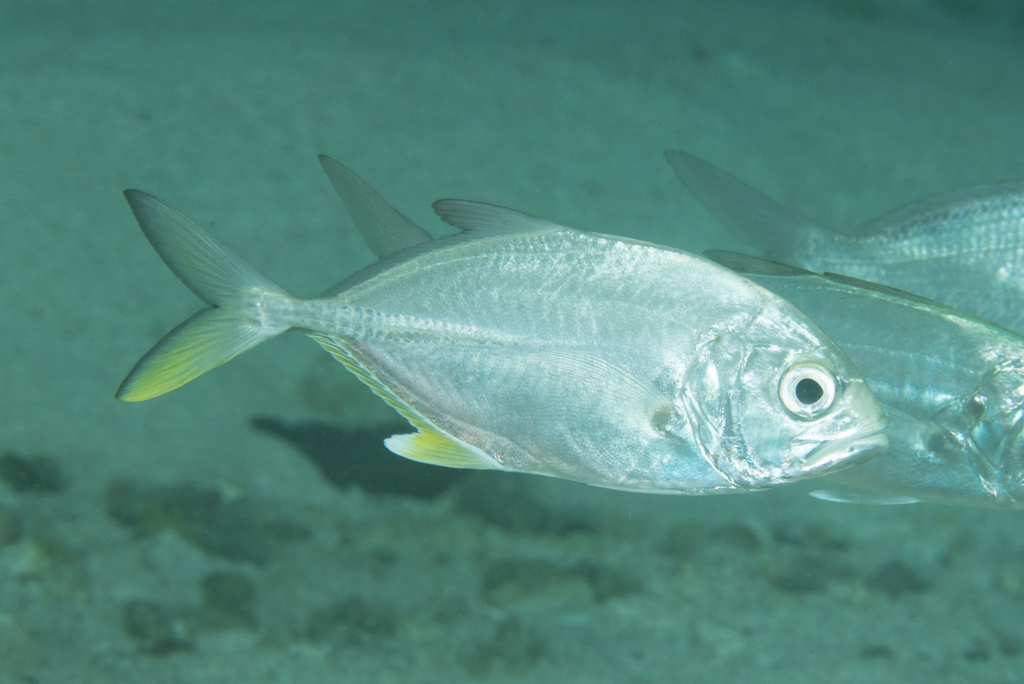 Giant Trevally