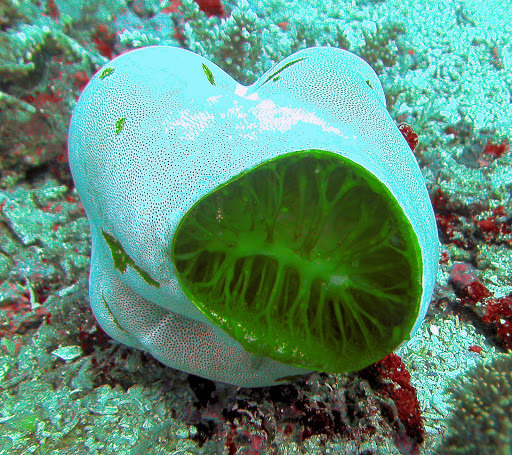 Green Barrel Sea Squirt