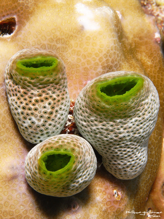 Green Barrel Sea Squirt