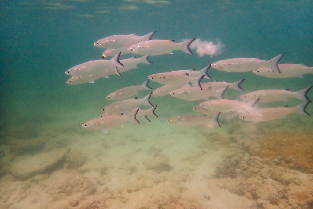 White Mullet