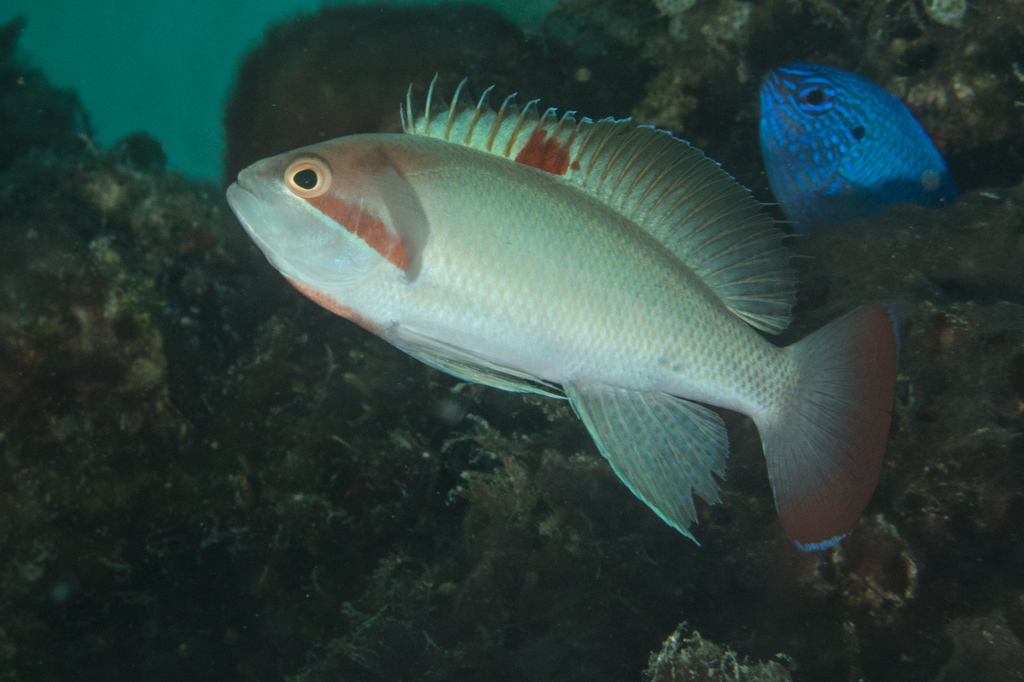 Stocky Anthias