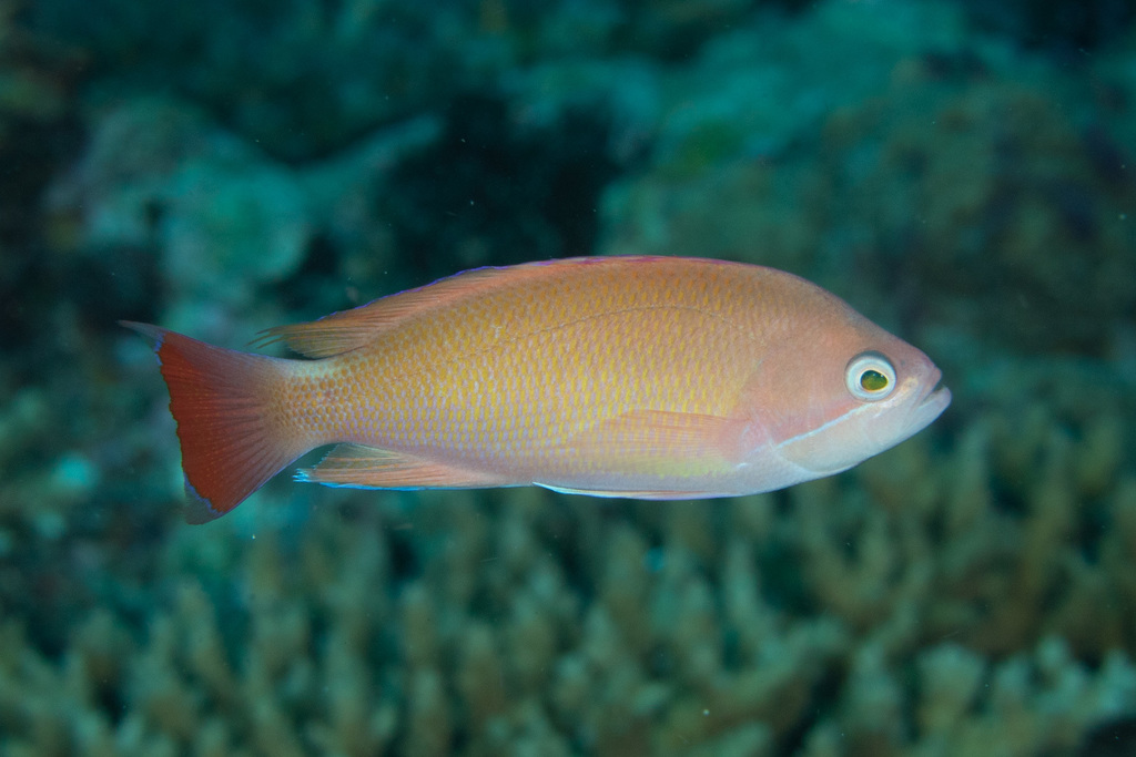 Stocky Anthias