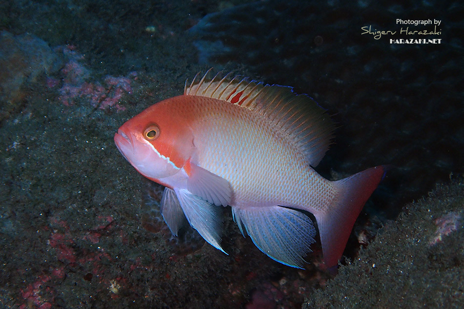 Stocky Anthias