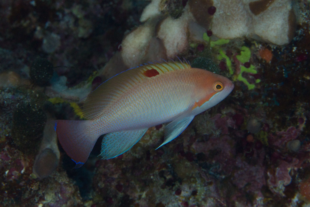 Stocky Anthias