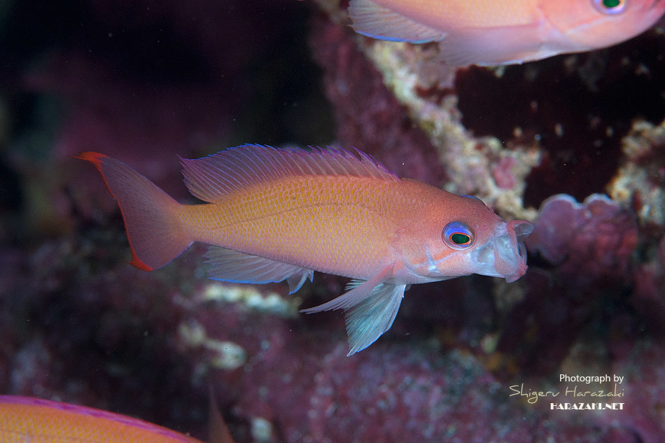 Stocky Anthias