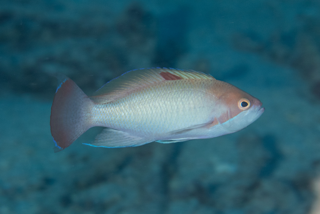 Stocky Anthias