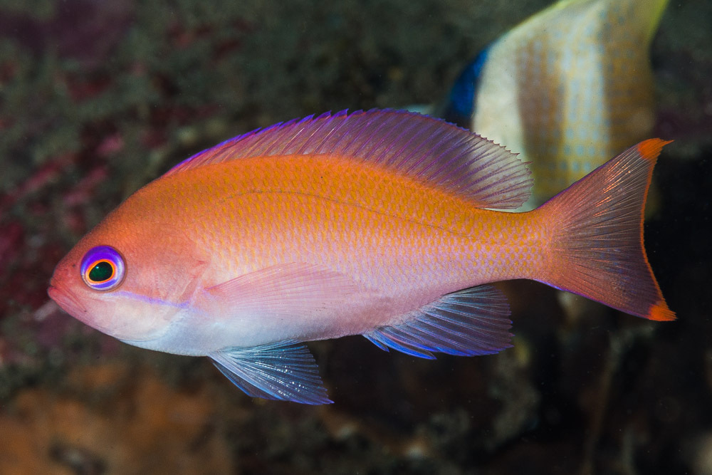 Stocky Anthias