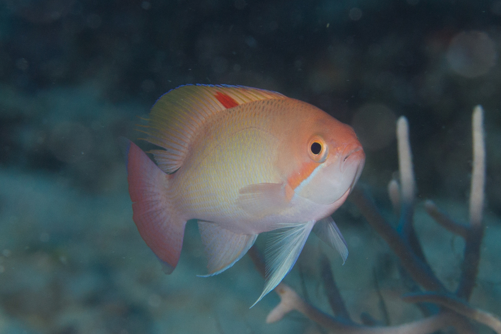 Stocky Anthias