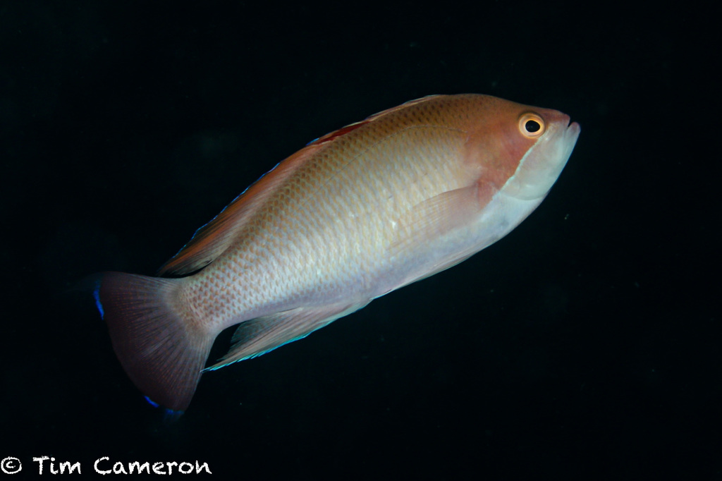 Stocky Anthias