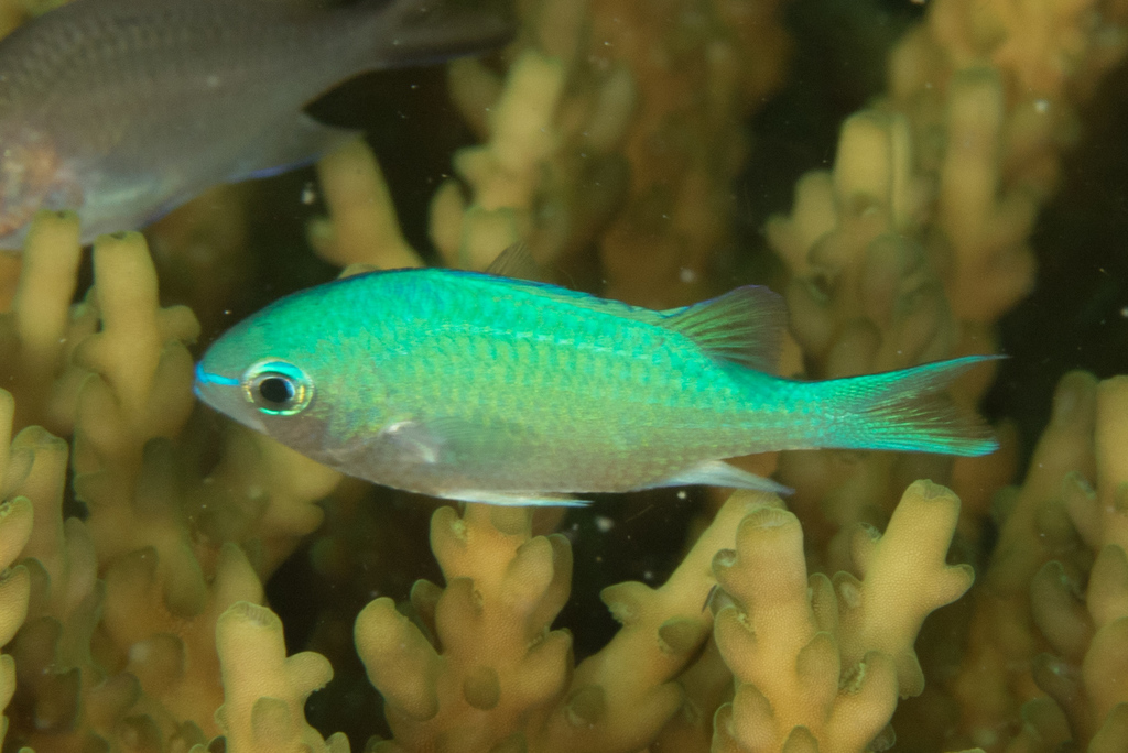 Blue-green Chromis