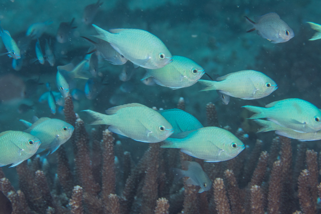 Blue-green Chromis