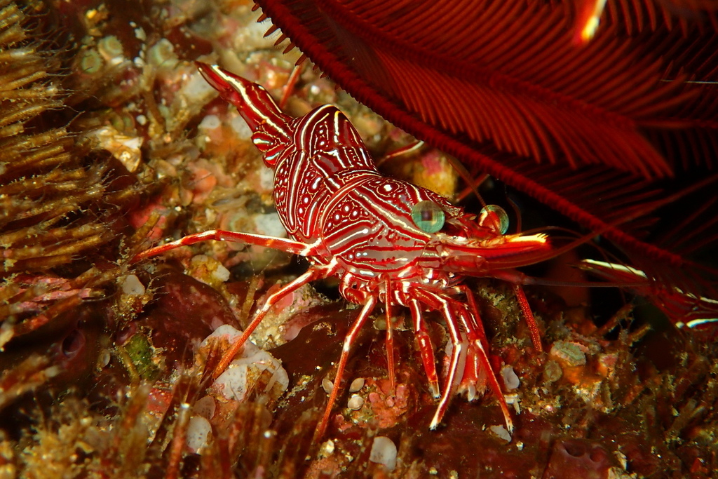 Durban Dancing Shrimp
