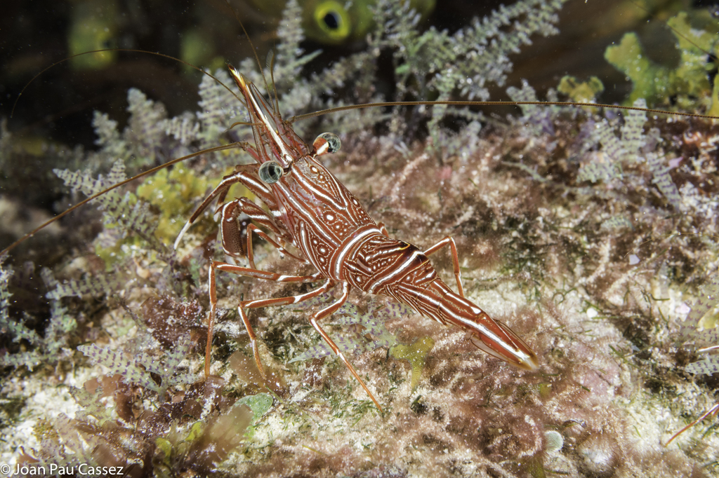 Durban Dancing Shrimp