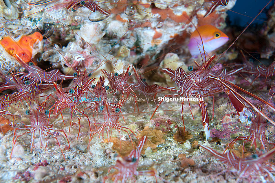 Durban Dancing Shrimp