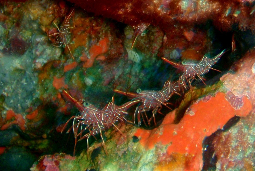 Durban Dancing Shrimp
