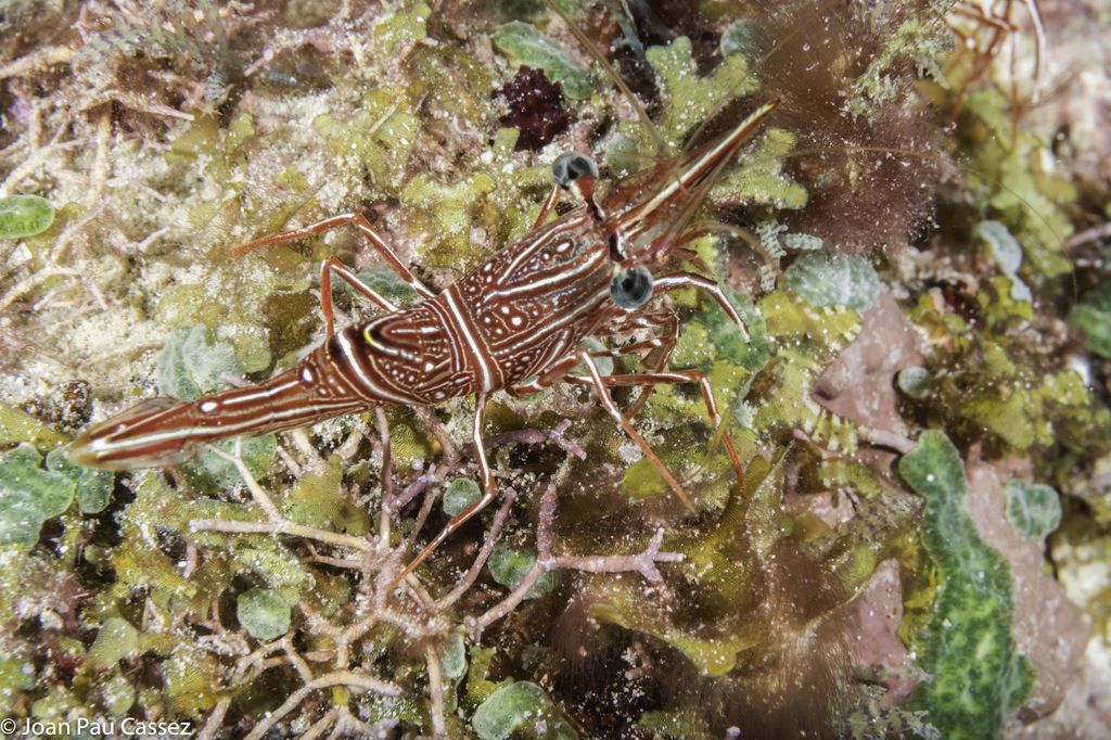 Durban Dancing Shrimp