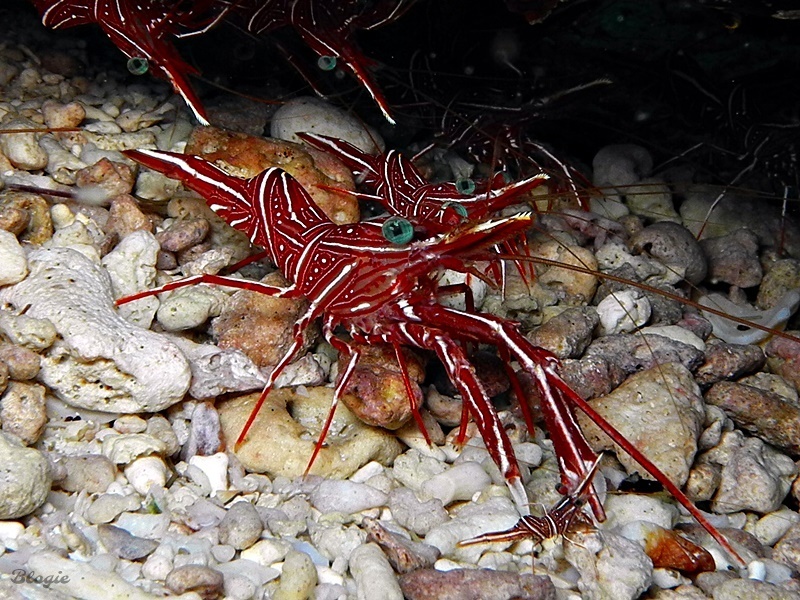 Durban Dancing Shrimp