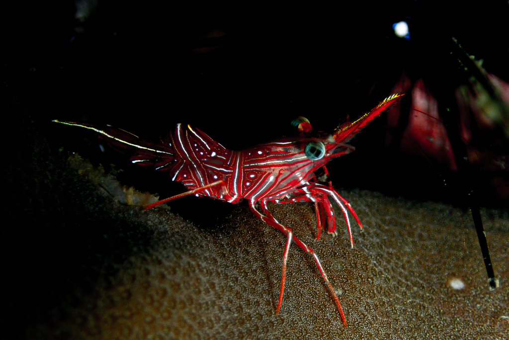 Durban Dancing Shrimp