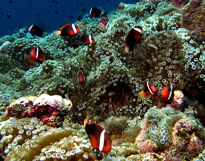 Bubble-tip Anemone