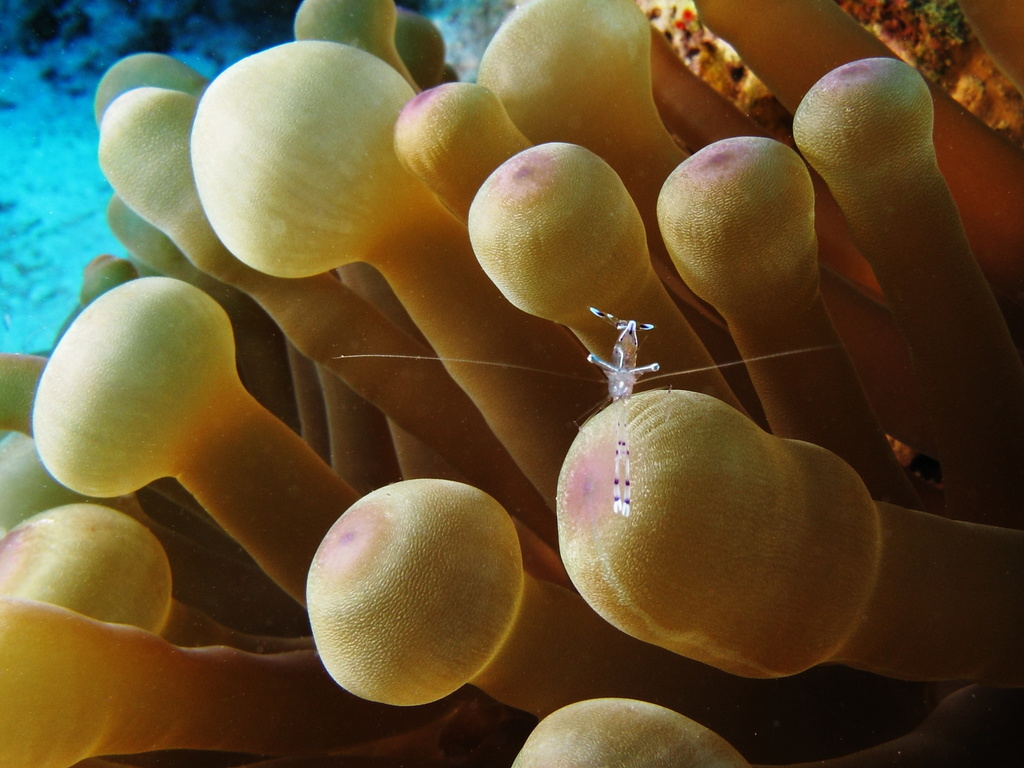 Bubble-tip Anemone