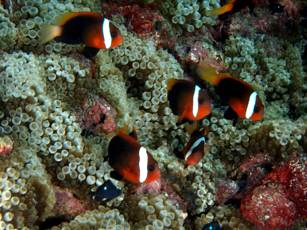 Bubble-tip Anemone