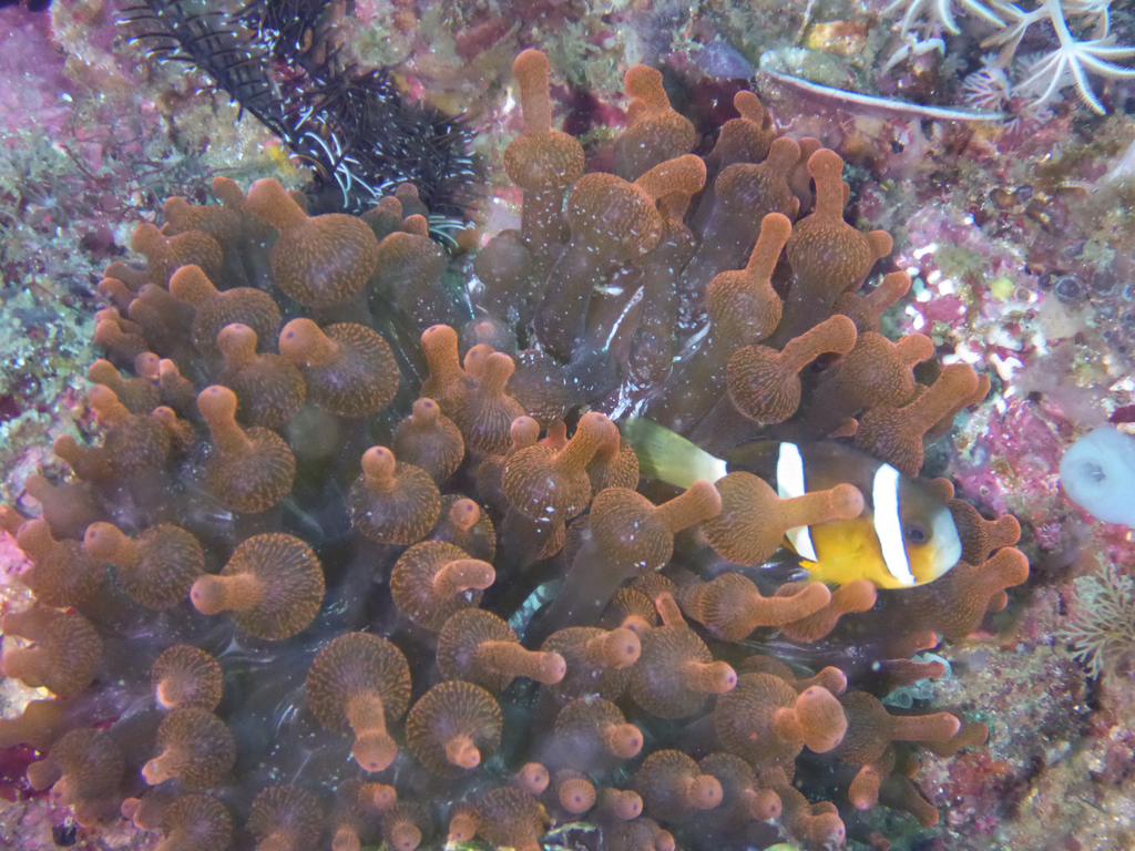 Bubble-tip Anemone