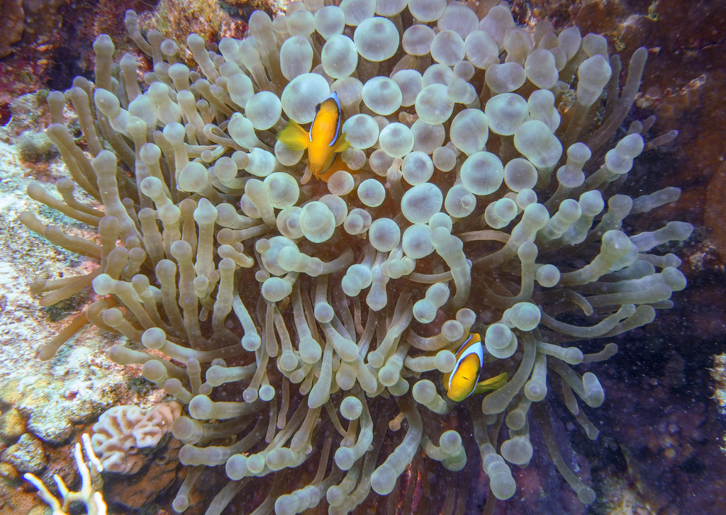 Bubble-tip Anemone